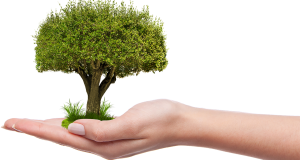 How to Grow Plants Without Using Any Soil Grow plants without soil