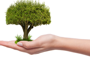 How to Grow Plants Without Using Any Soil News