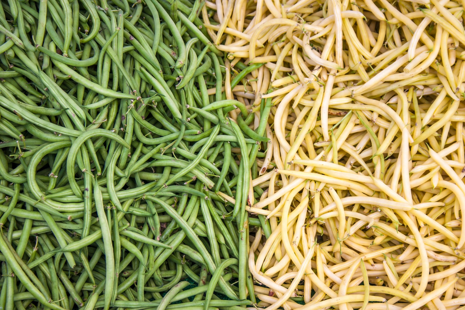 <strong>5 easy to grow vegetables for beginners</strong>
