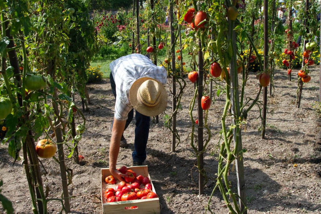 <strong>How to Plant and Care for Tomatoes: The Basics You Need to Know</strong>