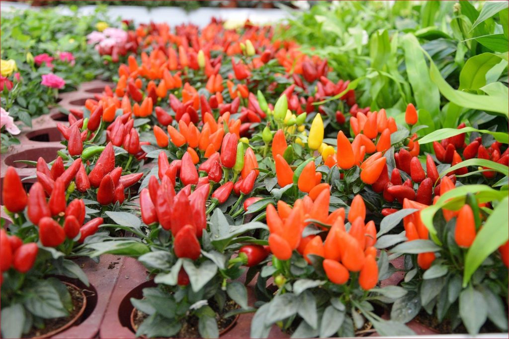 <strong>Herbs You Didn’t Know You Could Grow Indoors</strong>