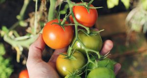 How to Plant and Care for Tomatoes