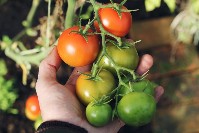 How to Plant and Care for Tomatoes