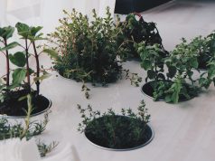 Herbs You Didn’t Know You Could Grow Indoors Herbs You Didn't Know You Could Grow Indoors