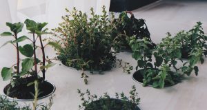 Herbs You Didn’t Know You Could Grow Indoors Herbs You Didn't Know You Could Grow Indoors
