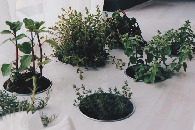 Herbs You Didn't Know You Could Grow Indoors