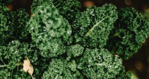 Unlock the Secrets of Growing Broccoli Raab Broccoli Raab