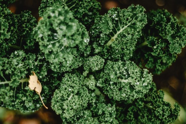 Broccoli Raab