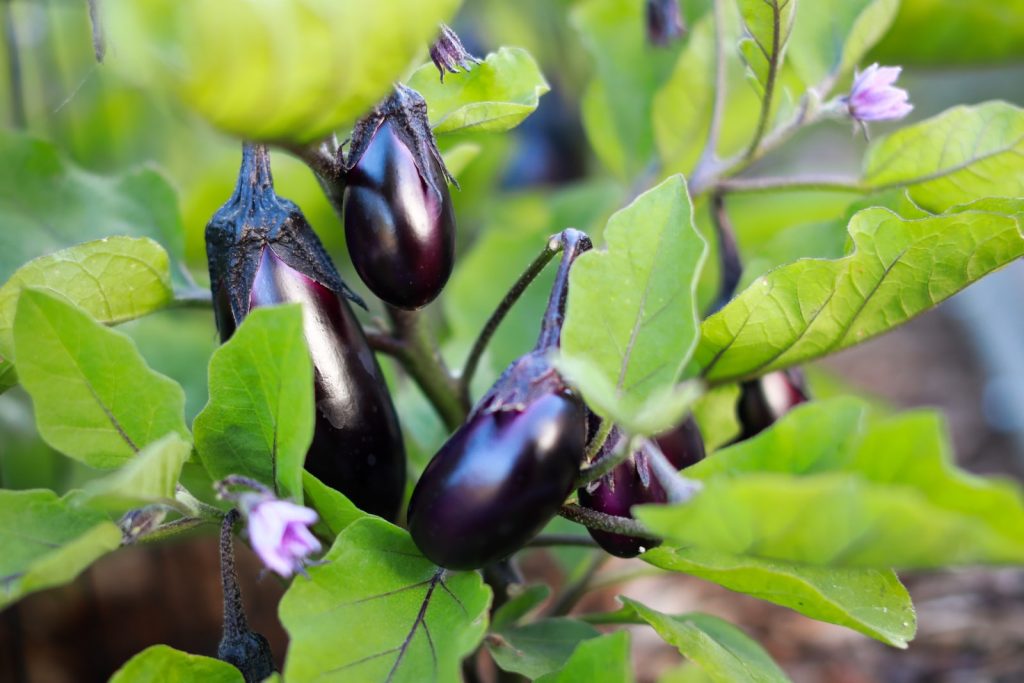 The Magical, Delicious Aubirgene &#8211; Eggplant: Plant and Care Tips