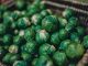 Nurture Your Brussels Sprouts – a Beginner’s Guide News