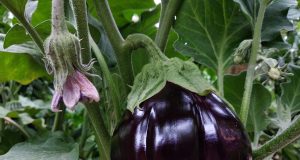 Eggplant