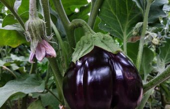 The Magical, Delicious Aubirgene – Eggplant: Plant and Care Tips News