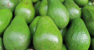 avocado fruits