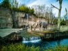 America’s Finest: Discover the Best Zoos in the US News