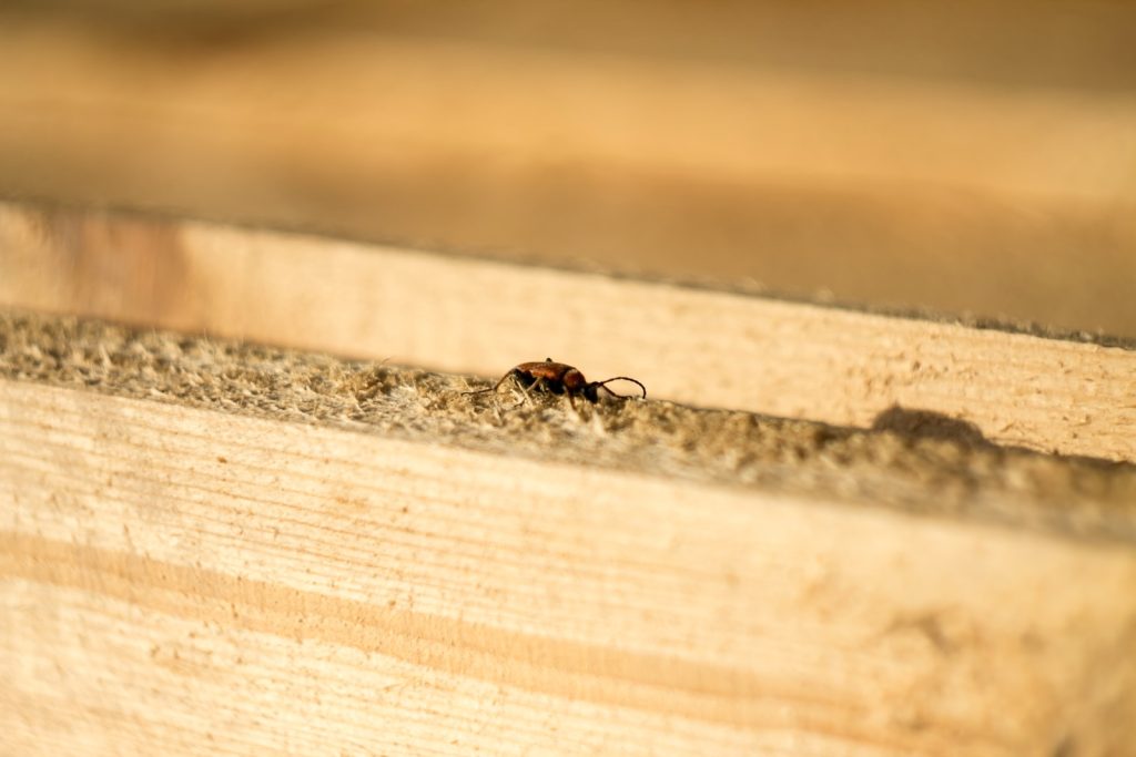 What You Need to Know about Protecting Your Home from Termites
