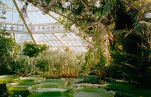 Discover the Magic in Queens’ Botanical Gardens