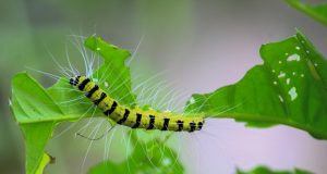 Garden Pests: How to Control Pests in Your Garden
