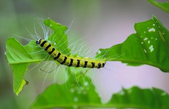 Garden Pests: How to Control Pests in Your Garden News