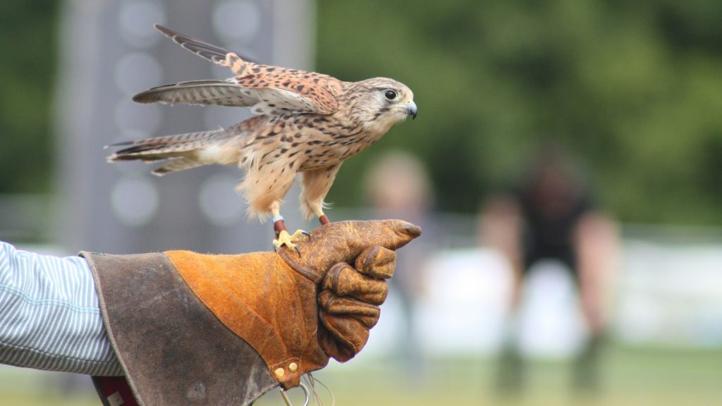 Falconry: A Beginner&#8217;s Guide to Training Birds of Prey
