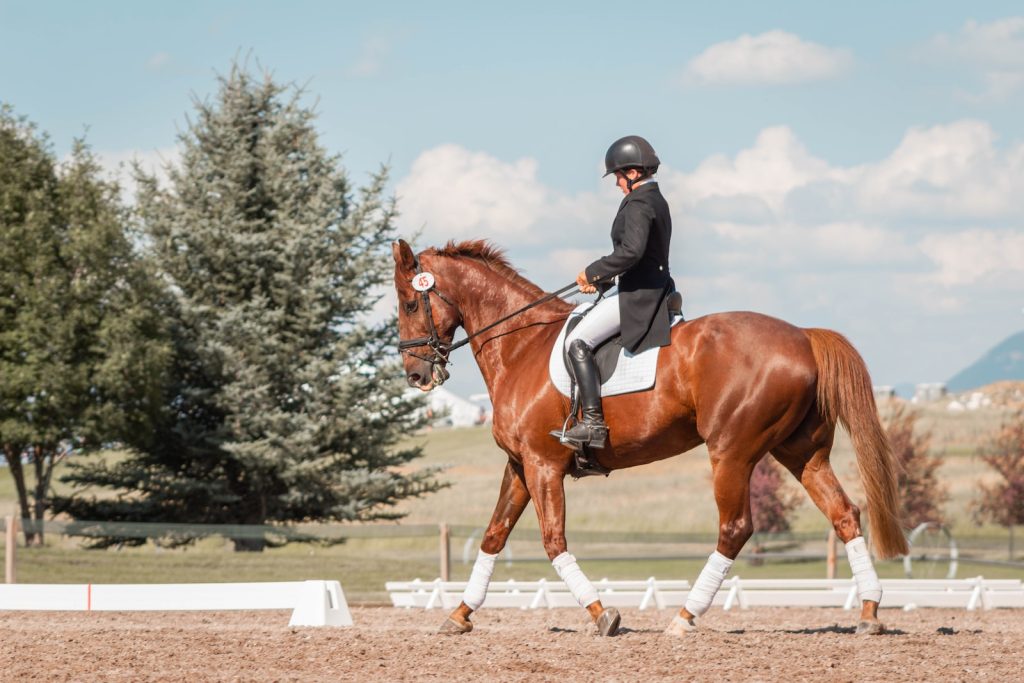 Show Jumping for Beginners: How to Get Started in the Exciting Sport