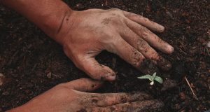 Planting Techniques: How to Ensure Success in Your Garden