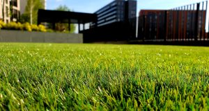 Lawn Care: Maintaining a Healthy and Beautiful Lawn