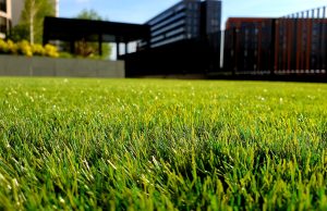 Lawn Care: Maintaining a Healthy and Beautiful Lawn