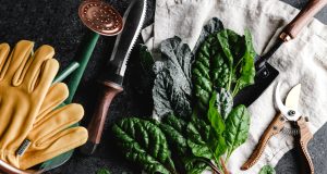 Pruning Techniques: How to Keep Your Plants in Top Shape