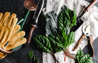 Pruning Techniques: How to Keep Your Plants in Top Shape News
