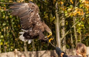Falconry: A Beginner’s Guide to Training Birds of Prey News