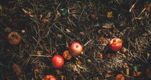 Garden Composting: How to Create Rich and Fertile Soil for Your Garden