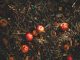 Garden Composting: How to Create Rich and Fertile Soil for Your Garden News