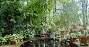 Designing a Garden Pond: Tips and Tricks for a Beautiful Water Feature