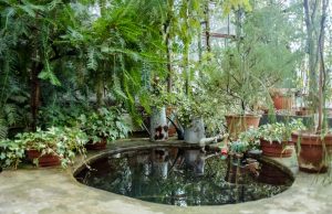 Designing a Garden Pond: Tips and Tricks for a Beautiful Water Feature