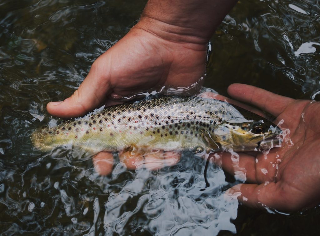 Fly Fishing for Trout: A Beginner&#8217;s Guide to the Sport