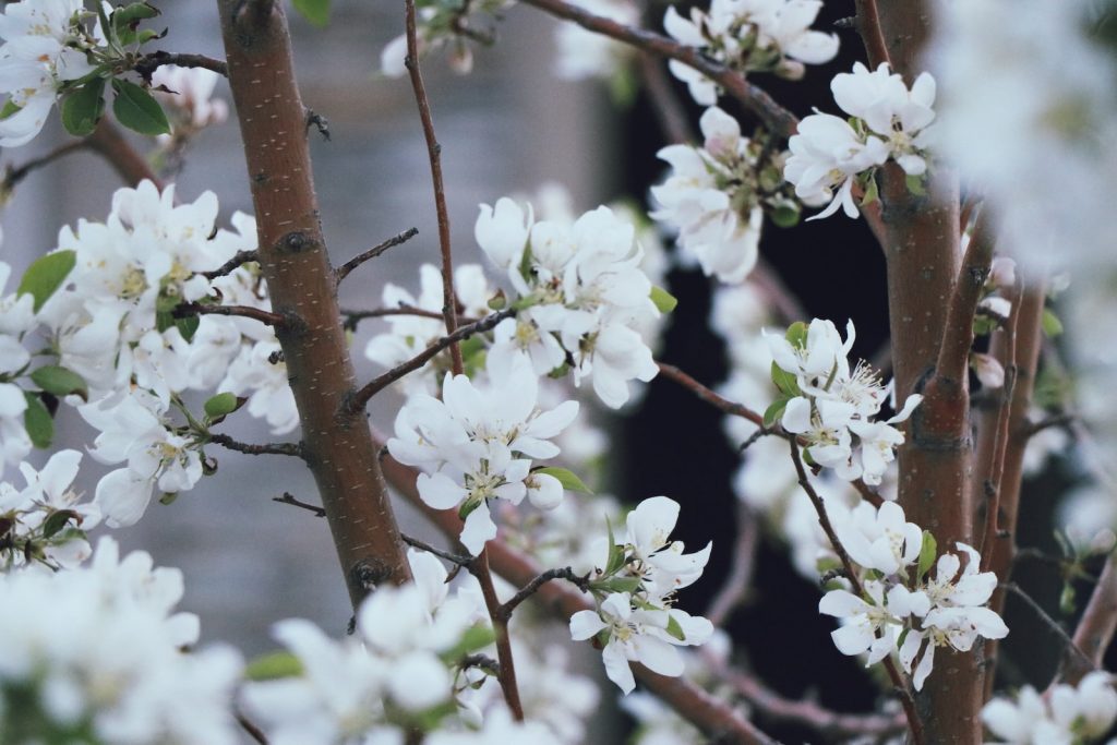 Pruning Techniques: How to Keep Your Plants in Top Shape