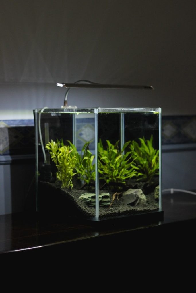 Starting Your Fishkeeping Journey: A Beginner&#8217;s Guide