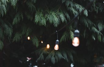 Garden Lighting: How to Use Light to Enhance Your Garden News