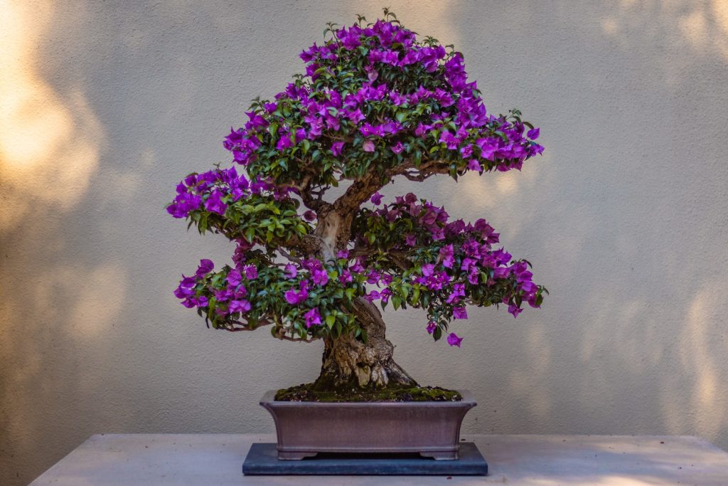An Introduction to the Ancient Art of Bonsai for Inner Peace