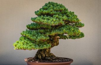 An Introduction to the Ancient Art of Bonsai for Inner Peace News