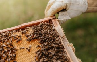 Beekeeping for Pollination: A Beginner’s Guide News