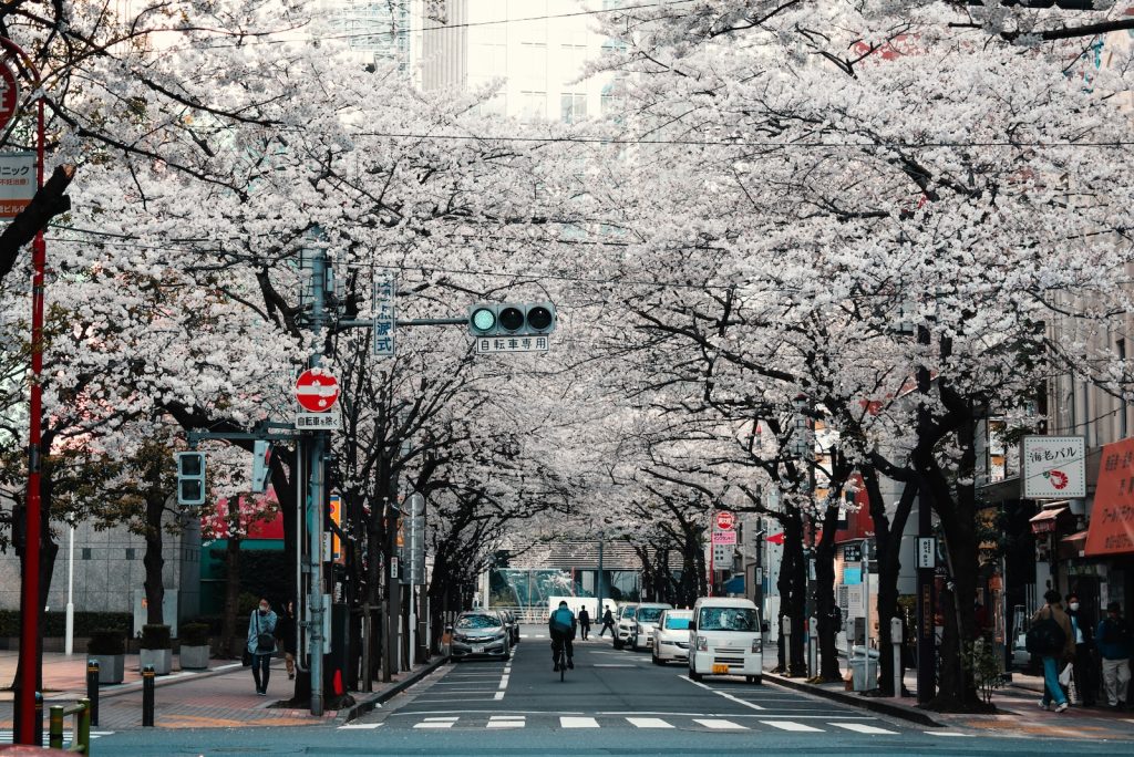 The Best Season to Visit Japan and What to Expect
