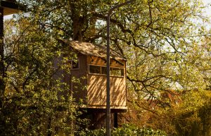 How to Build a Treehouse: A Guide for Beginners News