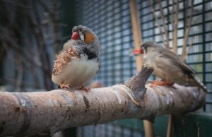 Aviary Building for Birds: How to Create a Safe Habitat News