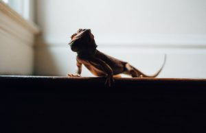 Reptile Keeping for Learning: A Beginner’s Guide News