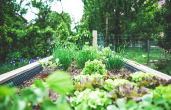 Garden Beds: Designing and Building the Perfect Garden Bed News