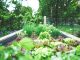 Garden Beds: Designing and Building the Perfect Garden Bed News