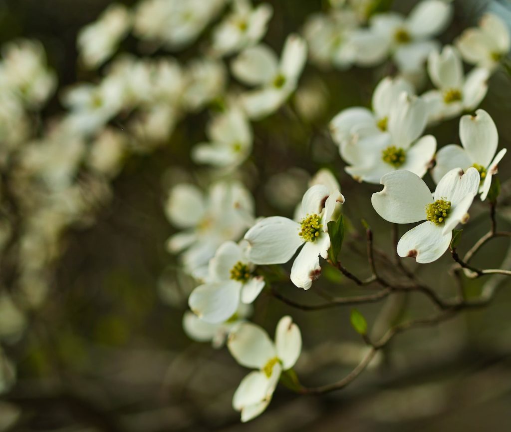 The Best Trees for Your Garden: A Guide to Selection and Care