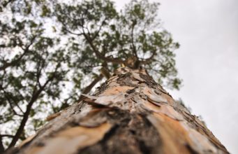 The Best Trees for Your Garden: A Guide to Selection and Care News