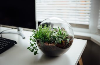 Terrarium Building for Plants: How to Create a Miniature Garden News
